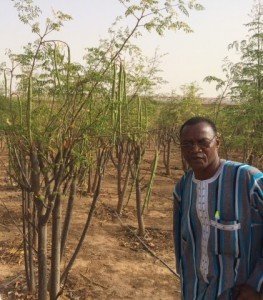 El Laarlé Naaba en la plantación