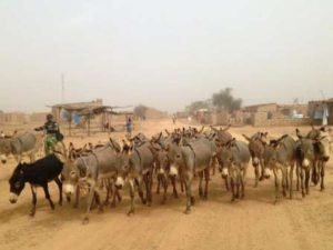 A drove of donkeys on Rimkieta’s main street.