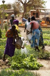 483_huerto-zongo-1