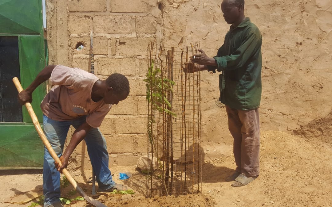 Déjà 9.000 !!!! (arbres plantés)