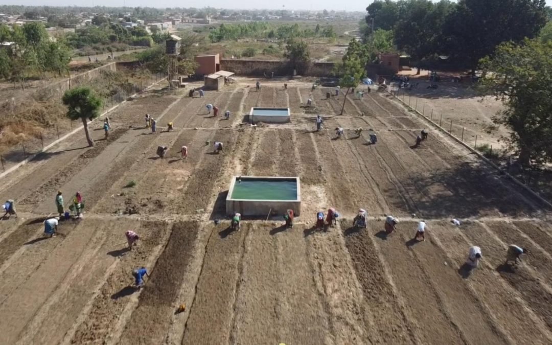 De la sécheresse créatrice à le semence l&rsquo;espoir : le verger Netri-OVF